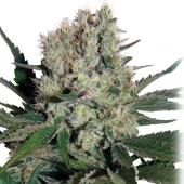 Syrup Auto autofem (Buddha Seeds), Испания