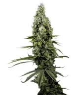 Arjan's Haze 3 Fem feminised (GHS), Нидерланды
