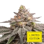 True Cookies OG genetics fem (IZI/LimEd)