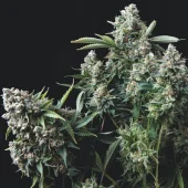 Gelato fem (Trikoma Seeds), Испания
