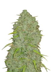 Original Jack Herer Auto fem (FastBuds), Америка