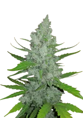 Original Auto Sour Diesel autofem (FastBuds), Америка