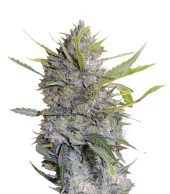Happiness fem (Serious Seeds), Нидерланды