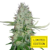 White Haze genetics fem (IZI/LimEd)