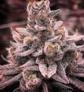 Banana Dessert S1 fem (R-Kiem Seeds), Испания