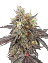 Gelato 41 x Gelato 41 Auto fem (GHS), Нидерланды