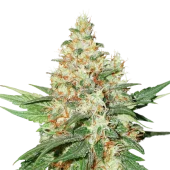O.G Kush Auto autofem (Seed Stockers), США