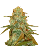 Lemon Skunk Fem feminised (GHS), Нидерланды