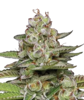 Poddy Mouth fem (Humboldt Seed Company), США