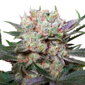 Californian Gold fem (Paradise Seeds), Нидерланды