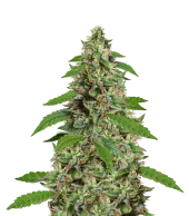 Critical Orange Punch fem (Dutch Passion), Нидерланды
