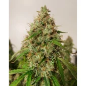 Auto Creeper autofem (Super Sativa Seed Club), Нидерланды