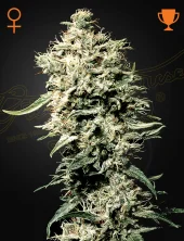 White Rhino fem (GHS), Нидерланды