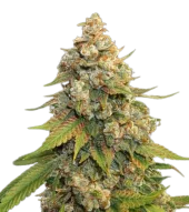 Golden Lemon Haze fem (Seed Stockers), США