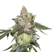 Girl Scout Cookies fem (Seed Stockers), США