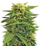 Auto Super Hash fem (Pyramid Seeds), Испания