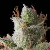 White Widow Auto autofem (Trikoma Seeds), Испания