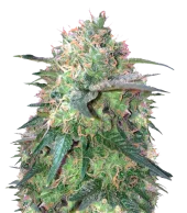 Fresh Candy fem (Pyramid Seeds), Испания