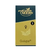 Gulupa fem (Paradise Seeds), Нидерланды
