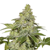 Sherbet Auto autofem (Seed Stockers), США