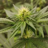 Sour Tangie Dawg reg (Super Sativa Seed Club), Нидерланды