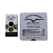 Frisian Dew fem (Dutch Passion), Нидерланды