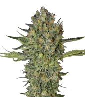 Serious Kush fem (Serious Seeds), Нидерланды