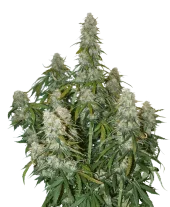 Big Bud Auto autofem (Seed Stockers), США