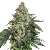 Gorilla Cookies fem (Seed Stockers), США