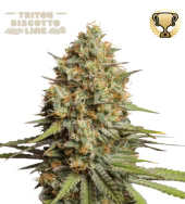 Triton Biscotto Lime Auto autofem (Seed Stockers), США