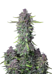 Purple Punch Auto fem (FastBuds), Америка