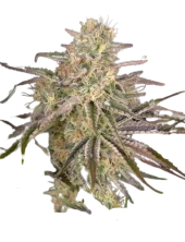 Cloud Walker Fem feminised (GHS), Нидерланды