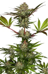 Chocolate Wafflez fem (Paradise Seeds), Нидерланды