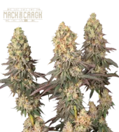 Mack&Crack fem (Seed Stockers), США