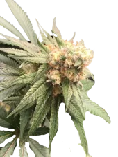 Sour Chocodiesel genetics fem (IZI)