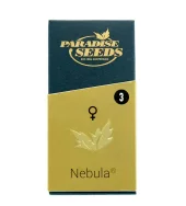 Nebula fem (Paradise Seeds), Нидерланды