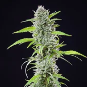 El Patron fem (Royal Queen Seeds), Испания