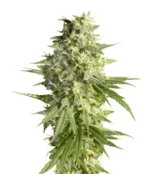 Double Dutch fem (Serious Seeds), Нидерланды