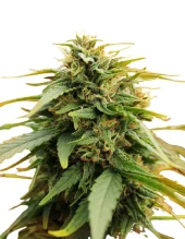 DeepForest feminized Super Auto autofem (Doctor Choice), Канада