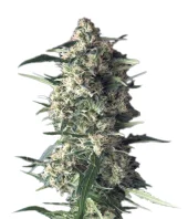 Auto Galaxy fem (Pyramid Seeds), Испания