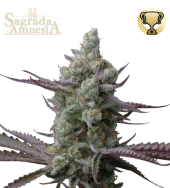 Sagrada Amnesia fem (Seed Stockers), США