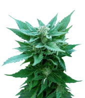 The Church fem (GHS), Нидерланды