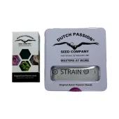 Purple №1 fem (Dutch Passion), Нидерланды