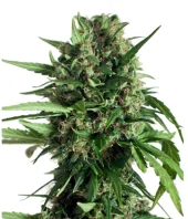Motavation fem (Serious Seeds), Нидерланды