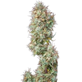 White Widow fem (Buddha Seeds), Испания
