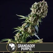 GranDaddy Purple fem (Blimburn Seeds), Испания