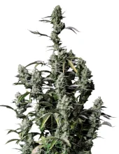 Gorilla Zkittlez Auto fem (FastBuds), Америка