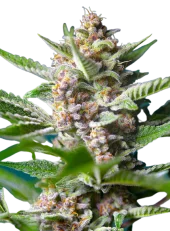 Purple Punch OG fem (Sweet Seeds), Испания