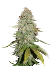 Gorilla Glue fem (Seed Stockers), США