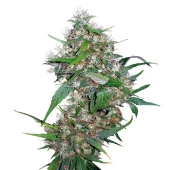 Critical Kush Auto (Critical Rapido Auto) fem (Barney's Farm)